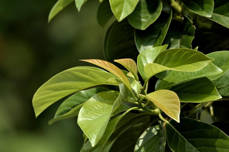Embracing Growth Opportunities